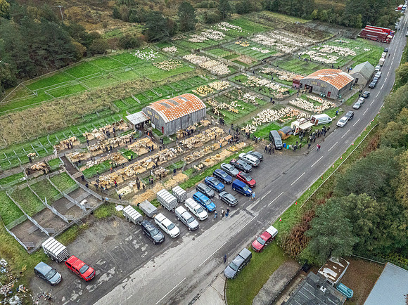 261005 Lairg Sale 091