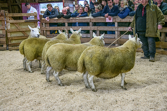 261005 Lairg Sale 038