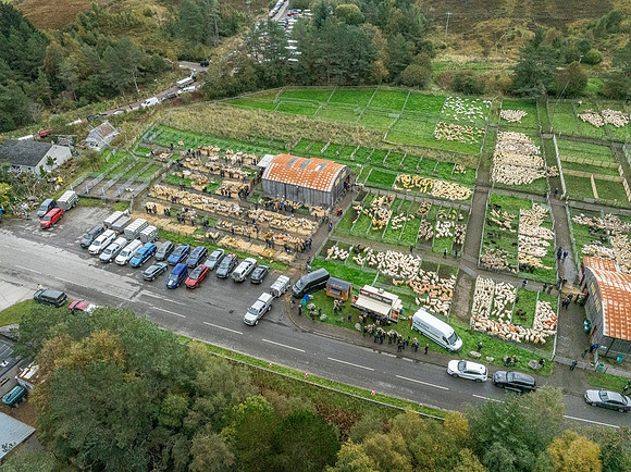 261005 Lairg Sale 101