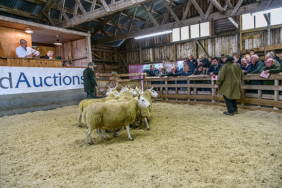 261005 Lairg Sale 075