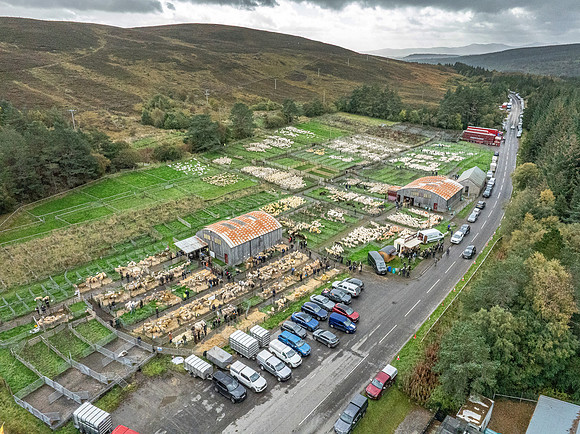 261005 Lairg Sale 095