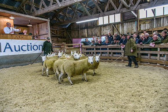 261005 Lairg Sale 076