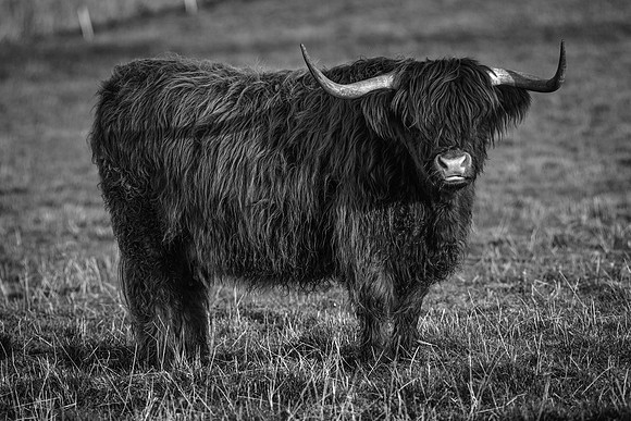 201228 Highlanders 088_1