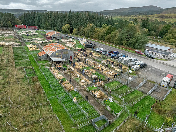 261005 Lairg Sale 082