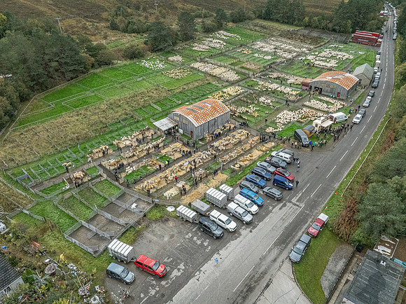 261005 Lairg Sale 089
