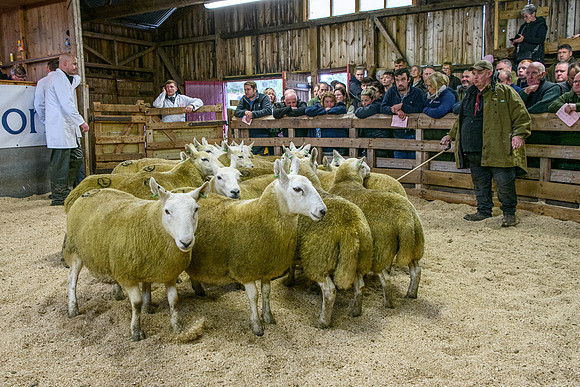 261005 Lairg Sale 050