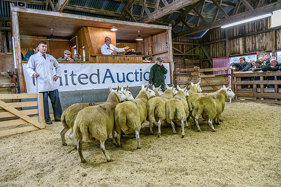 261005 Lairg Sale 070