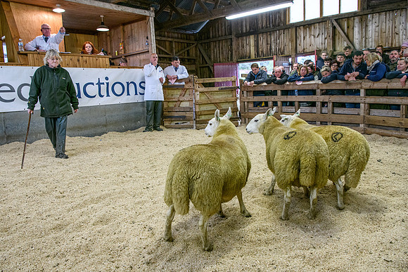 261005 Lairg Sale 029