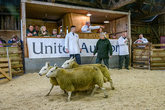 261005 Lairg Sale 022