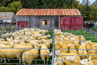 261005 Lairg Sale 010