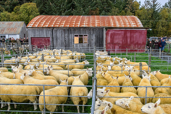 261005 Lairg Sale 010