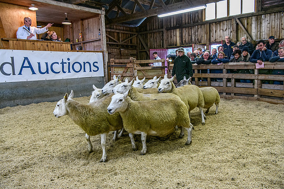 261005 Lairg Sale 073