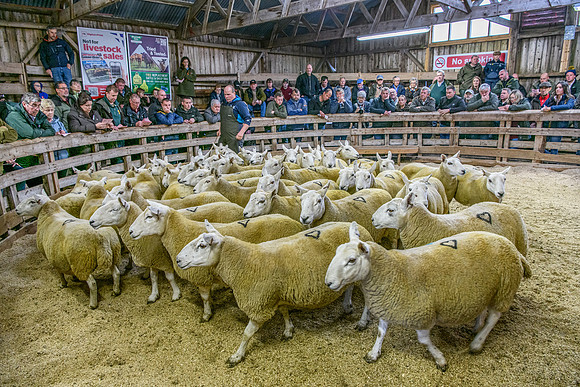 261005 Lairg Sale 078