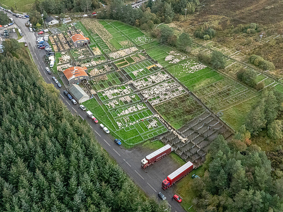 261005 Lairg Sale 126