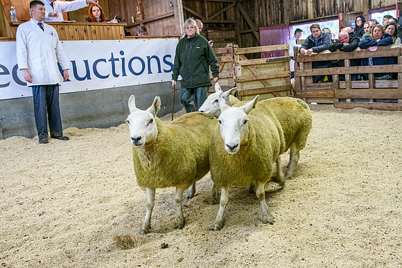 261005 Lairg Sale 018