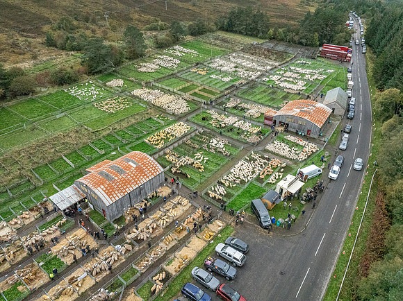 261005 Lairg Sale 096