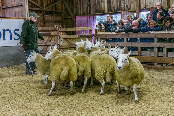 261005 Lairg Sale 065