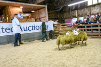 261005 Lairg Sale 015