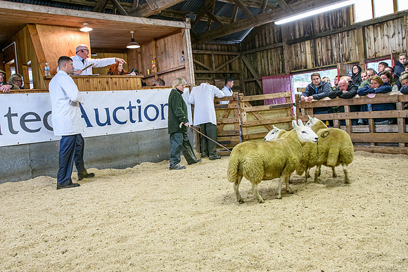 261005 Lairg Sale 015