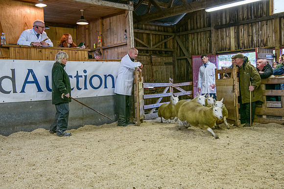 261005 Lairg Sale 037