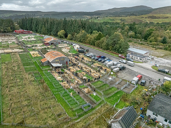 261005 Lairg Sale 083