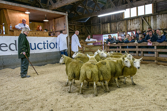 261005 Lairg Sale 051