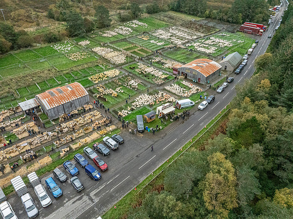 261005 Lairg Sale 093