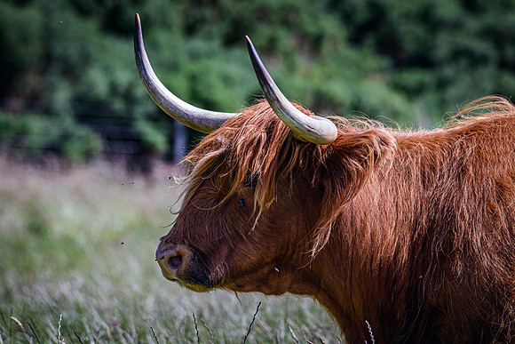 220712 Highland Cattle 017