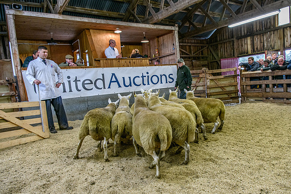 261005 Lairg Sale 069