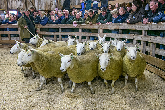 261005 Lairg Sale 042