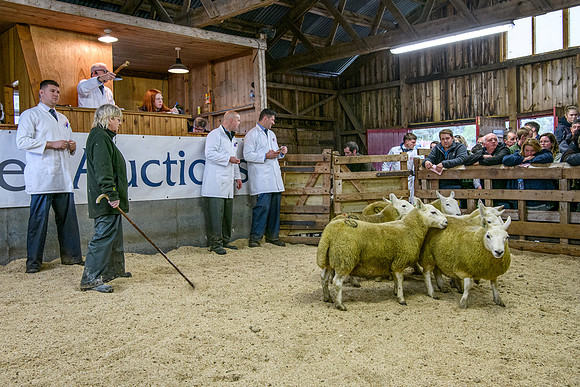 261005 Lairg Sale 057