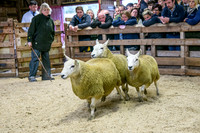 261005 Lairg Sale 013