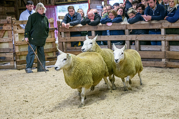 261005 Lairg Sale 013