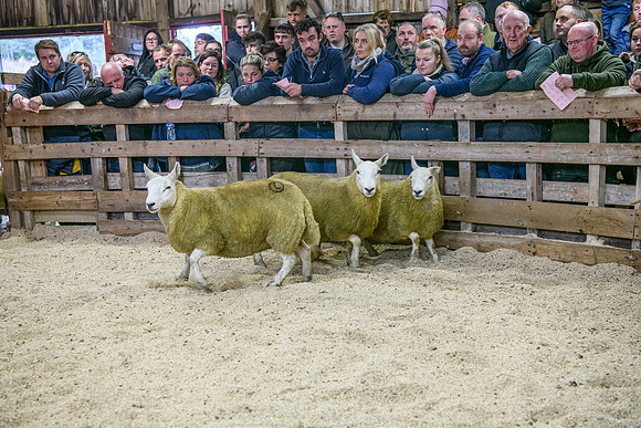 261005 Lairg Sale 017