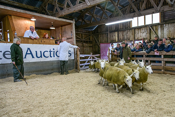 261005 Lairg Sale 041