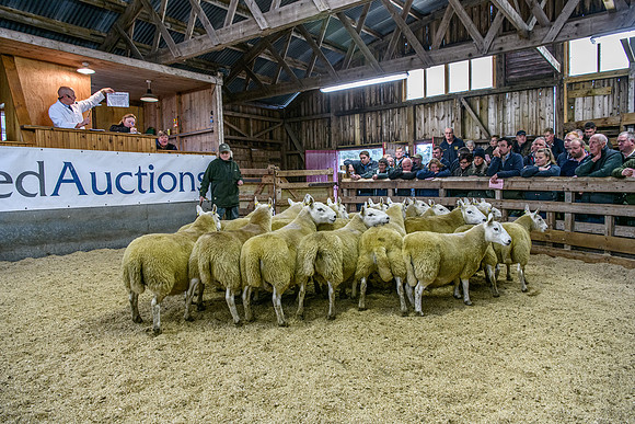 261005 Lairg Sale 063