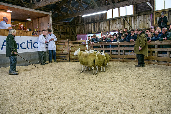 261005 Lairg Sale 055