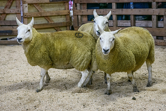 261005 Lairg Sale 033