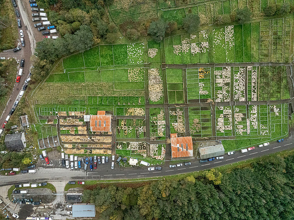 261005 Lairg Sale 109