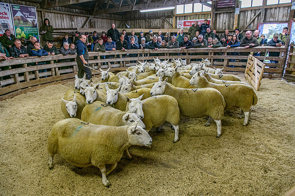 261005 Lairg Sale 081