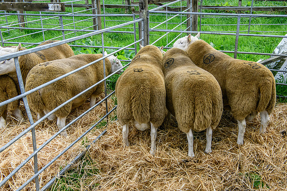 261005 Lairg Sale 004