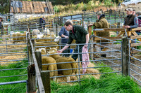 261005 Lairg Sale 001