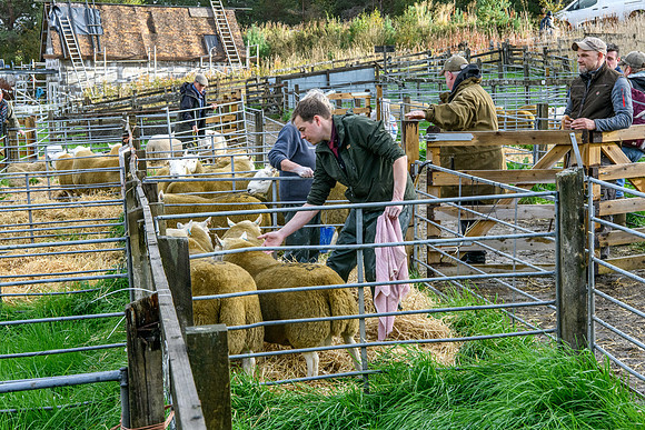 261005 Lairg Sale 001