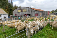 261005 Lairg Sale 012