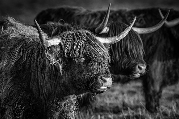 201228 Highlanders 077_1