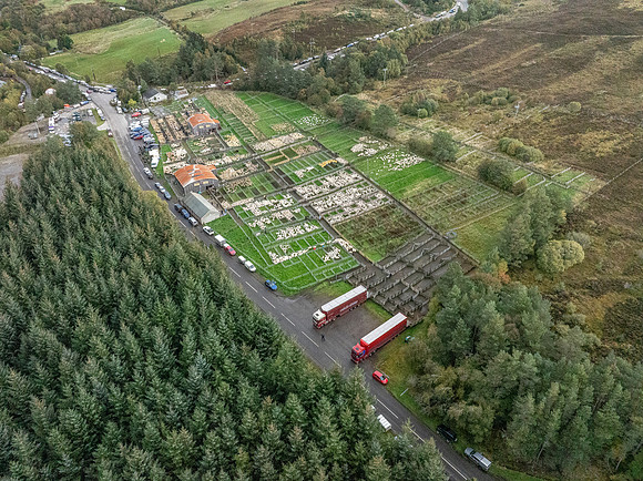 261005 Lairg Sale 127