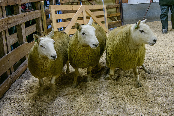 261005 Lairg Sale 023