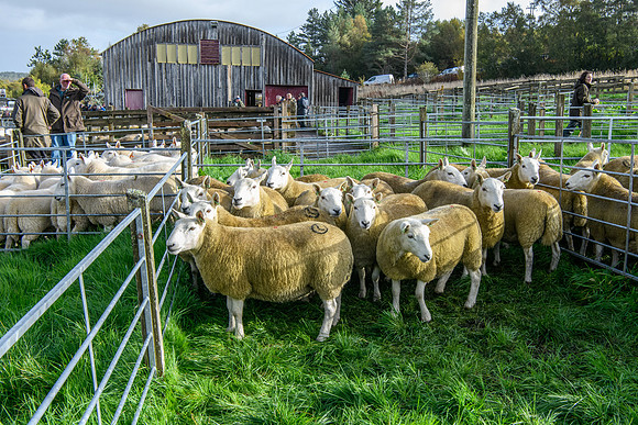 261005 Lairg Sale 006