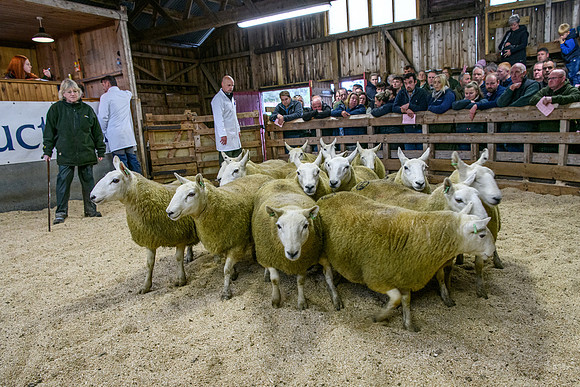 261005 Lairg Sale 045