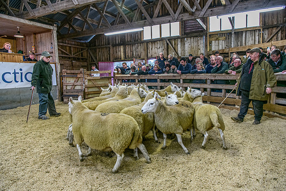261005 Lairg Sale 067